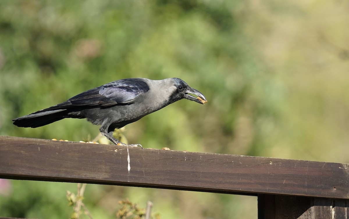 Corbeau familier - ML460956551