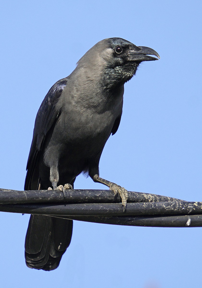 House Crow - Adrian Antunez