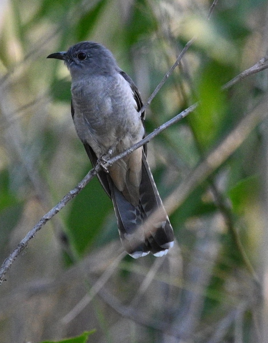 Brush Cuckoo - ML460956961