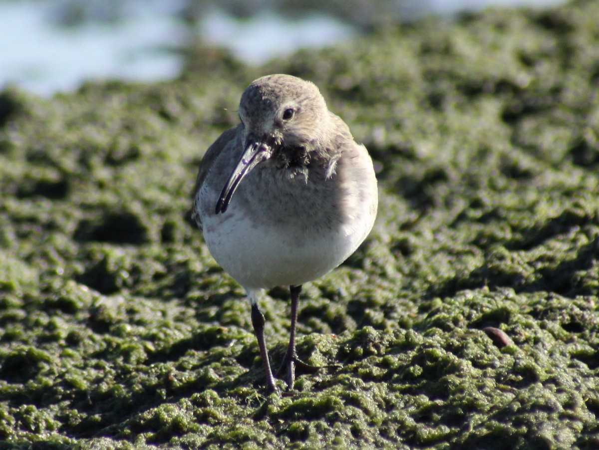 Dunlin - Adam Sinkula