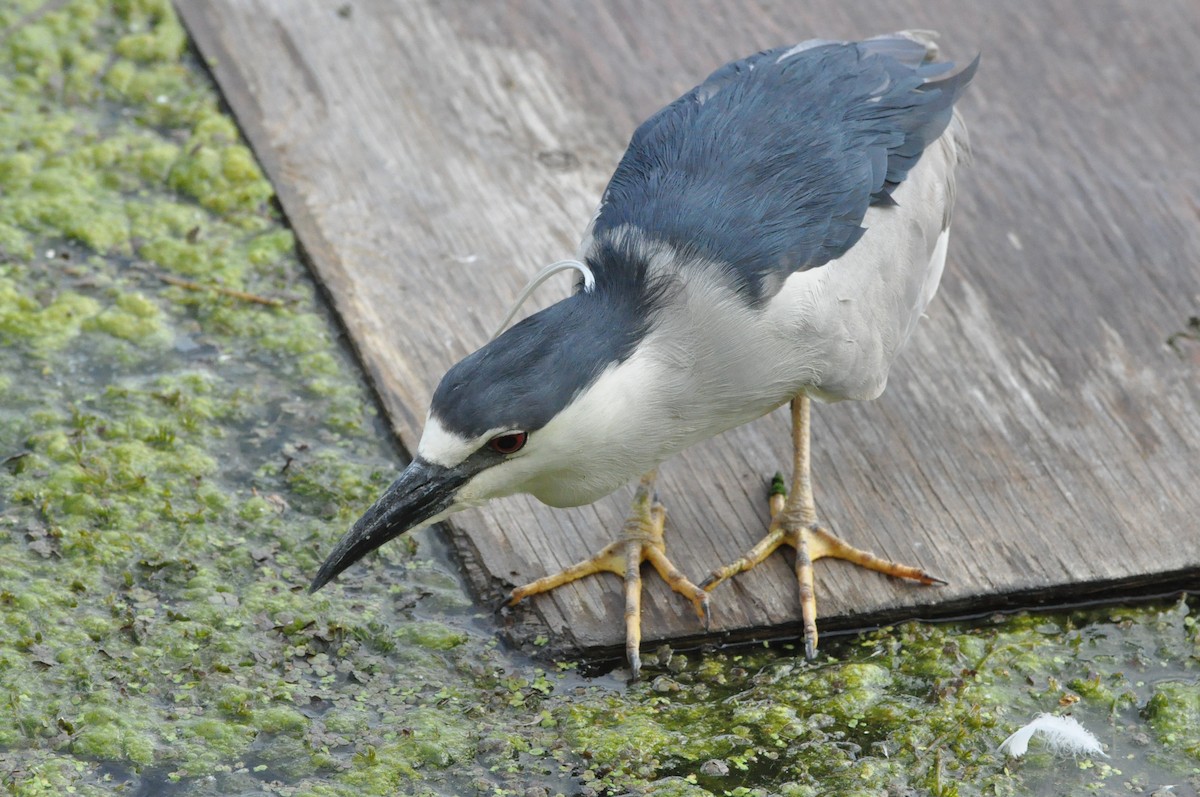 Black-crowned Night Heron - ML460957641