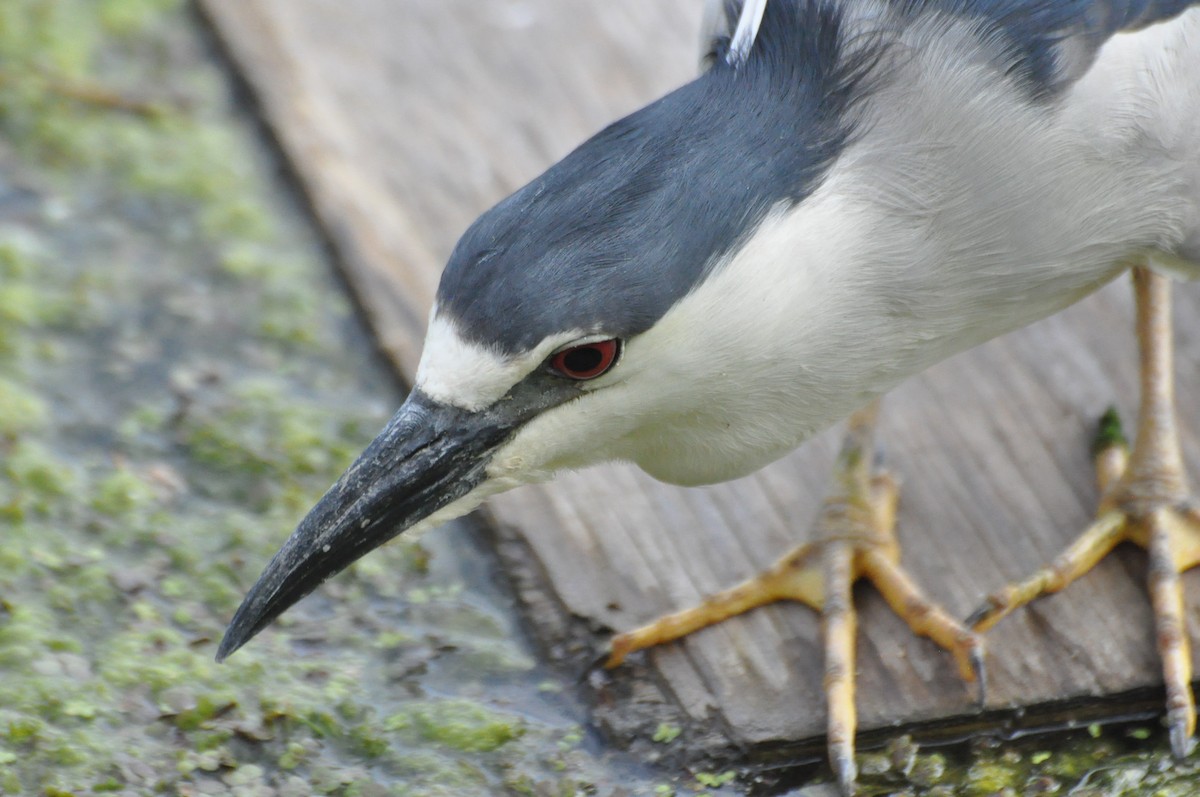 Black-crowned Night Heron - Virginie G