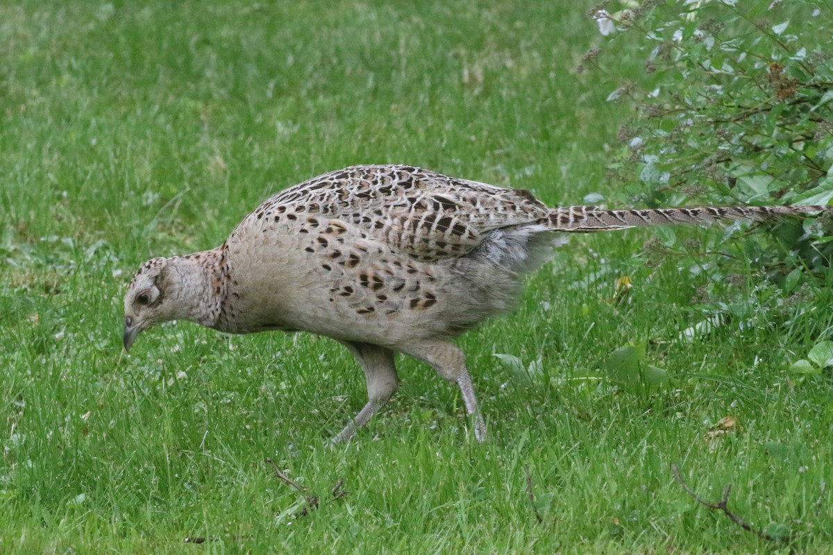 Ring-necked Pheasant - Bob  Crowley