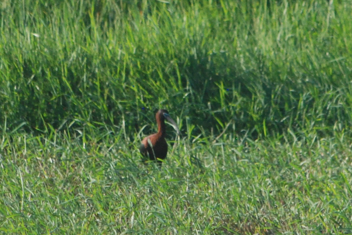 Glossy Ibis - ML460959941