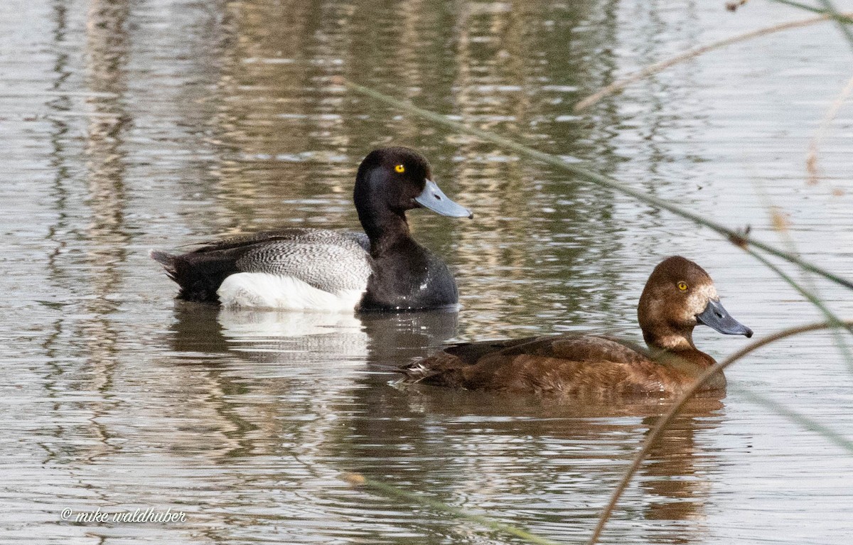 Lesser Scaup - Mike Waldhuber