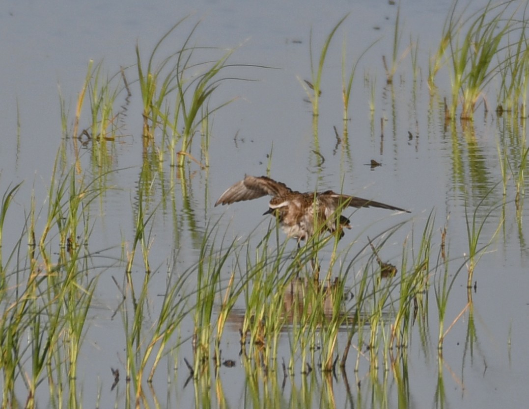 Urre-txirri amerikarra - ML460960791