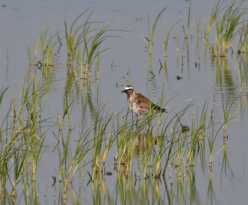 Urre-txirri amerikarra - ML460960801