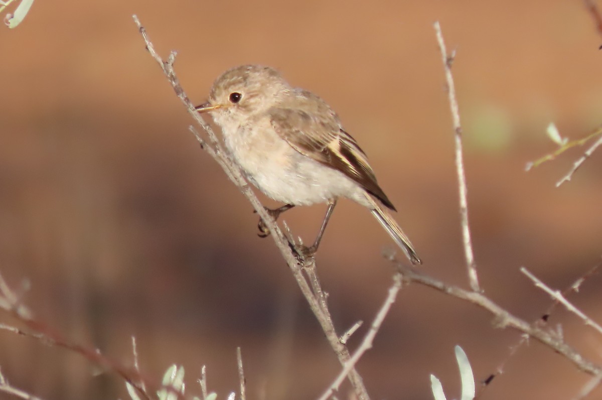 Red-capped Robin - ML460961141