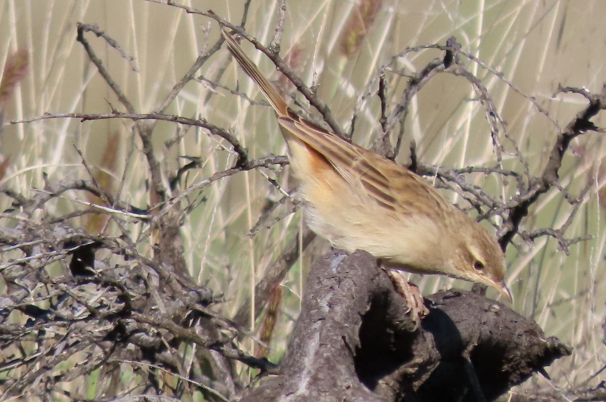 Rufous Songlark - ML460961161