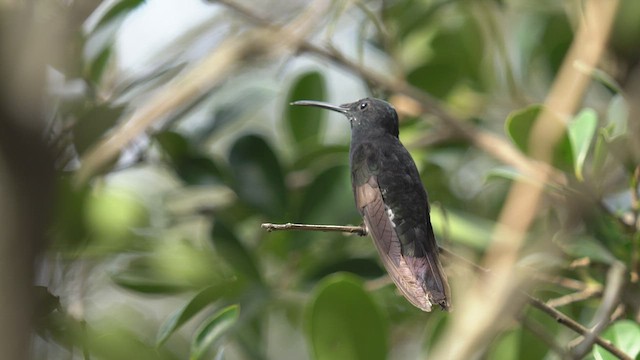 kolibřík černobílý - ML460961551