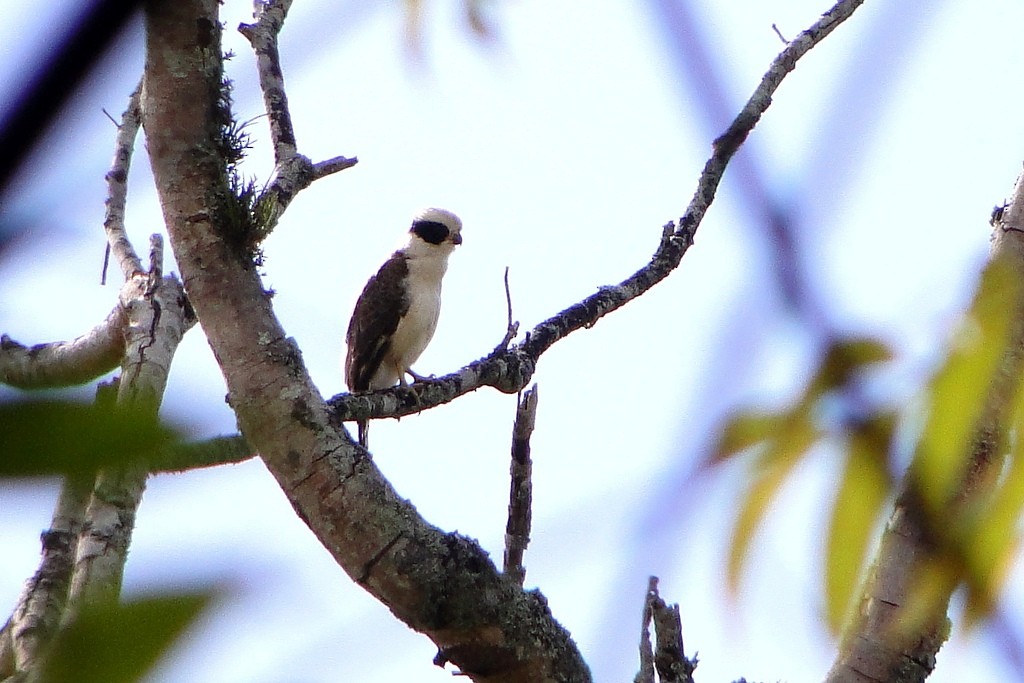 Laughing Falcon - ML46096251