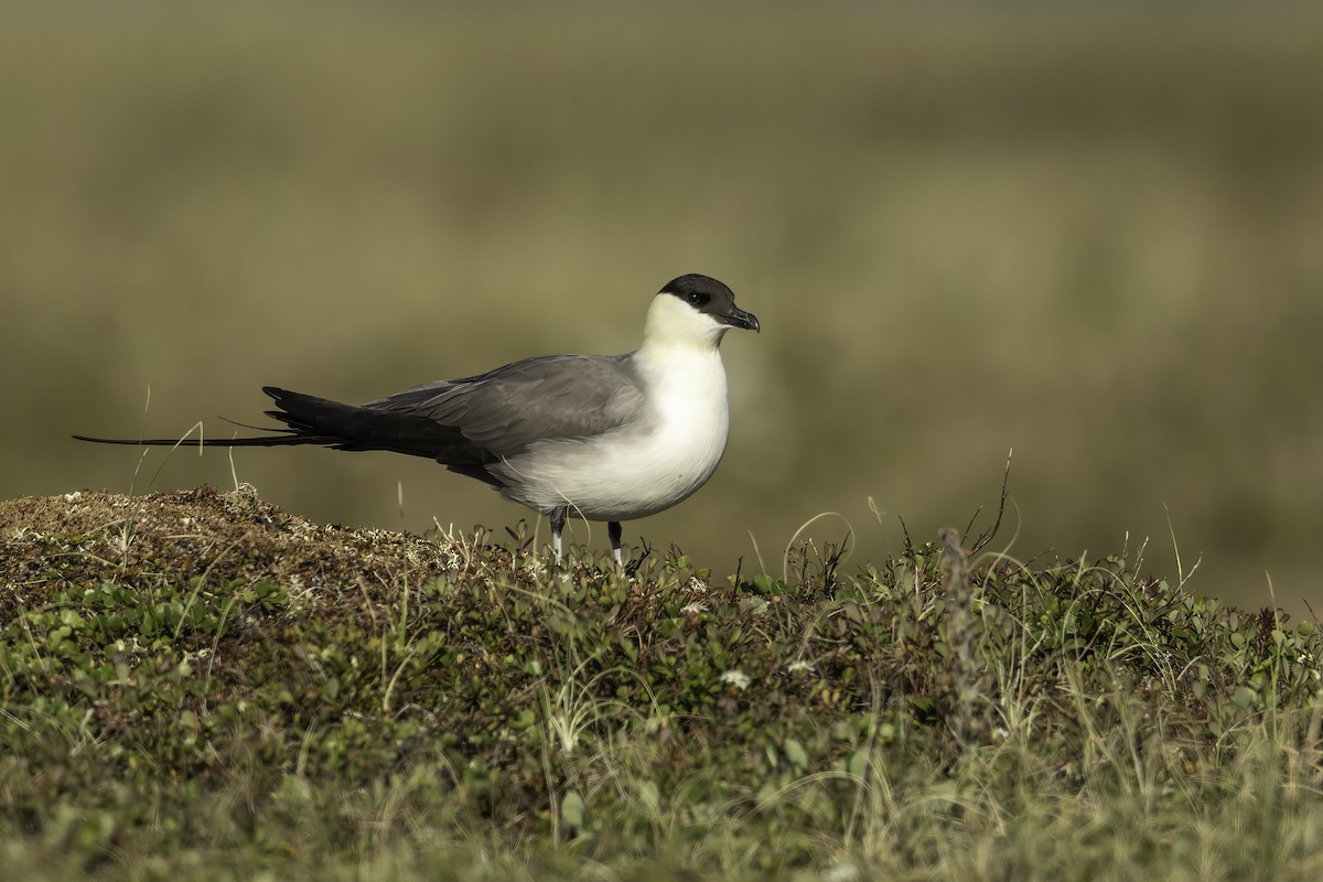 Long-tailed Jaeger - ML460964241