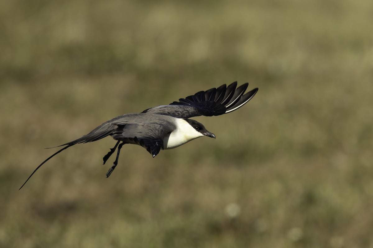 Long-tailed Jaeger - ML460964251