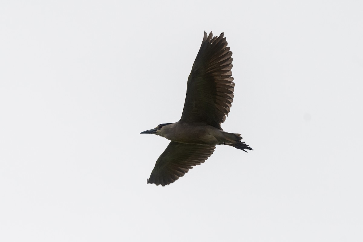 Black-crowned Night Heron - ML460964421