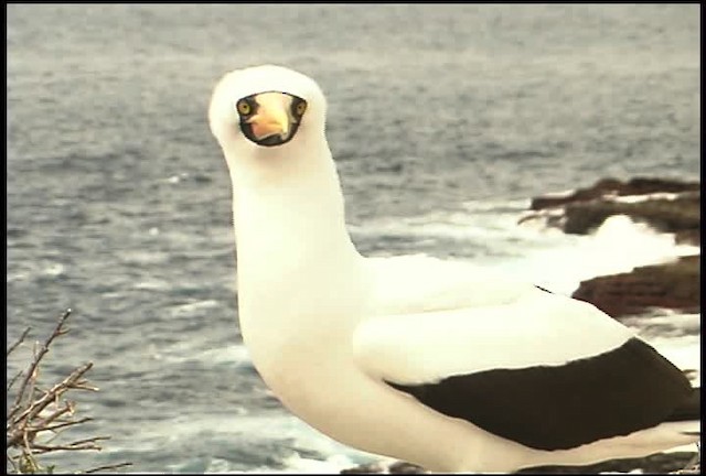 Nazca Booby - ML460965