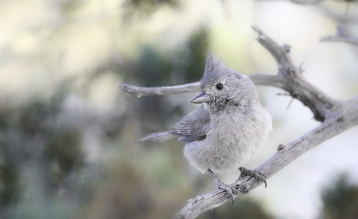 Juniper Titmouse - ML460965221