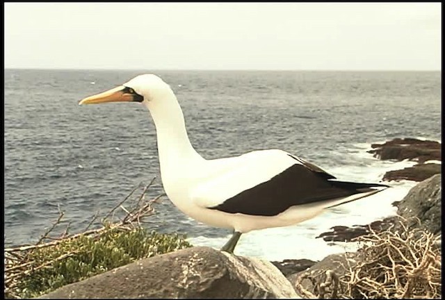 Nazca Booby - ML460966