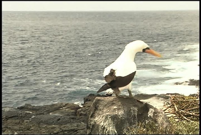 Nazca Booby - ML460967