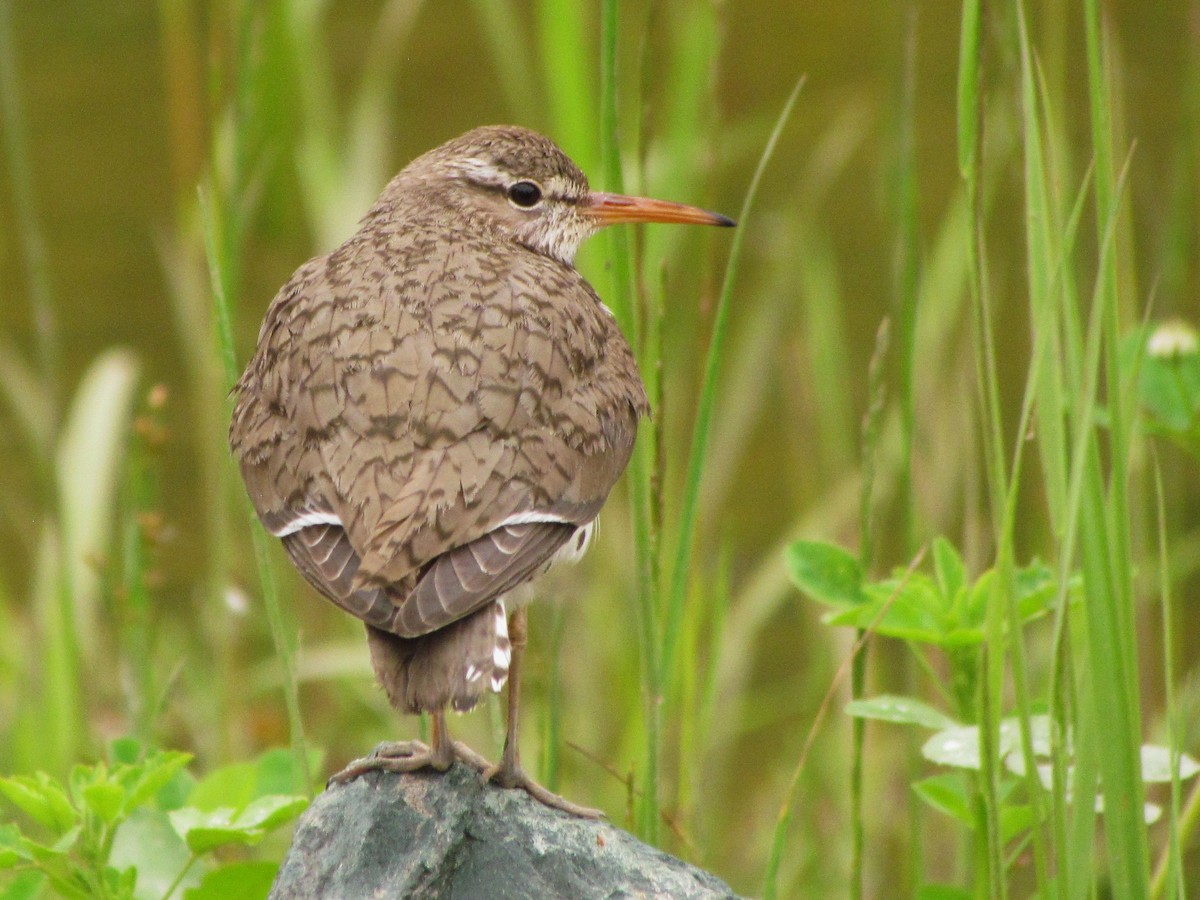 Spotted Sandpiper - Josiah Chase