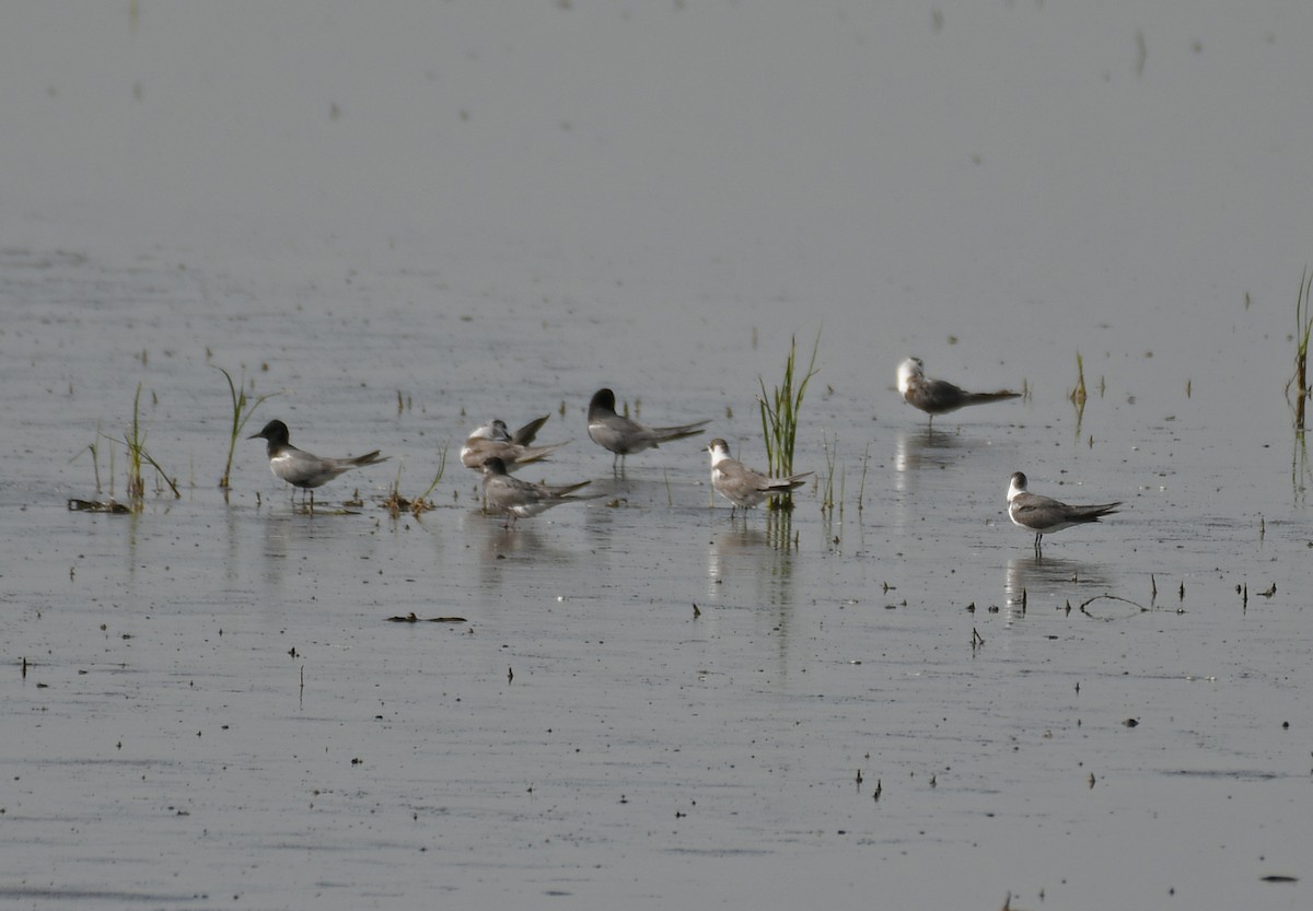 Black Tern - ML460968101