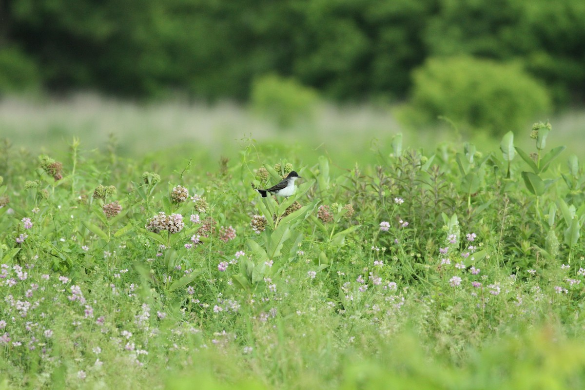 Eastern Kingbird - ML460968921