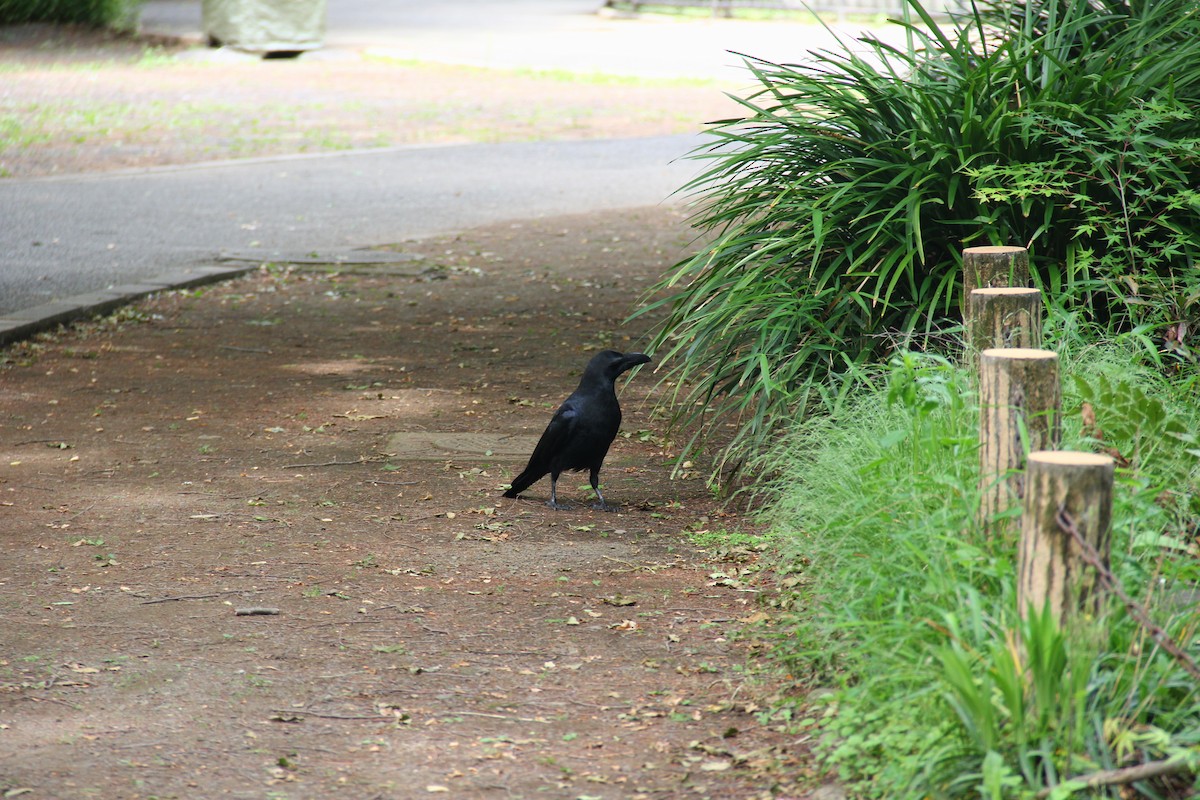 Large-billed Crow - Ying ZHOU