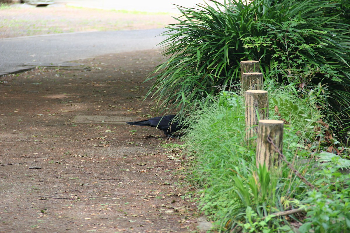 Large-billed Crow - ML460969901