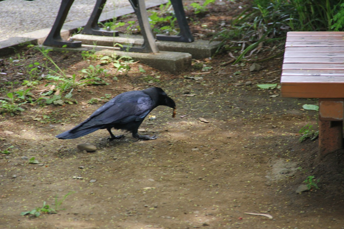 Large-billed Crow - ML460970401
