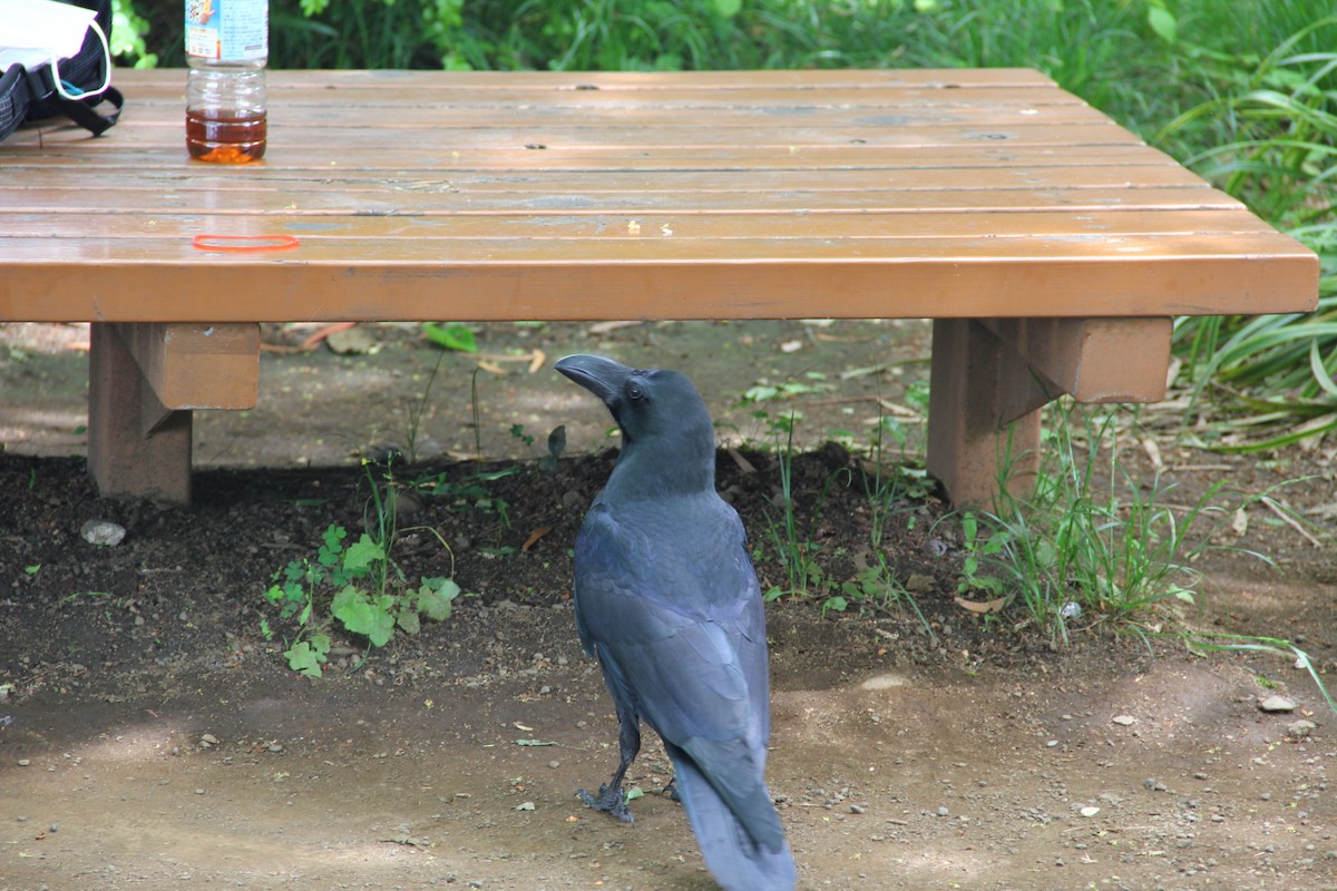 Large-billed Crow - ML460970421