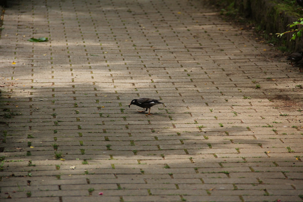 White-cheeked Starling - ML460970761