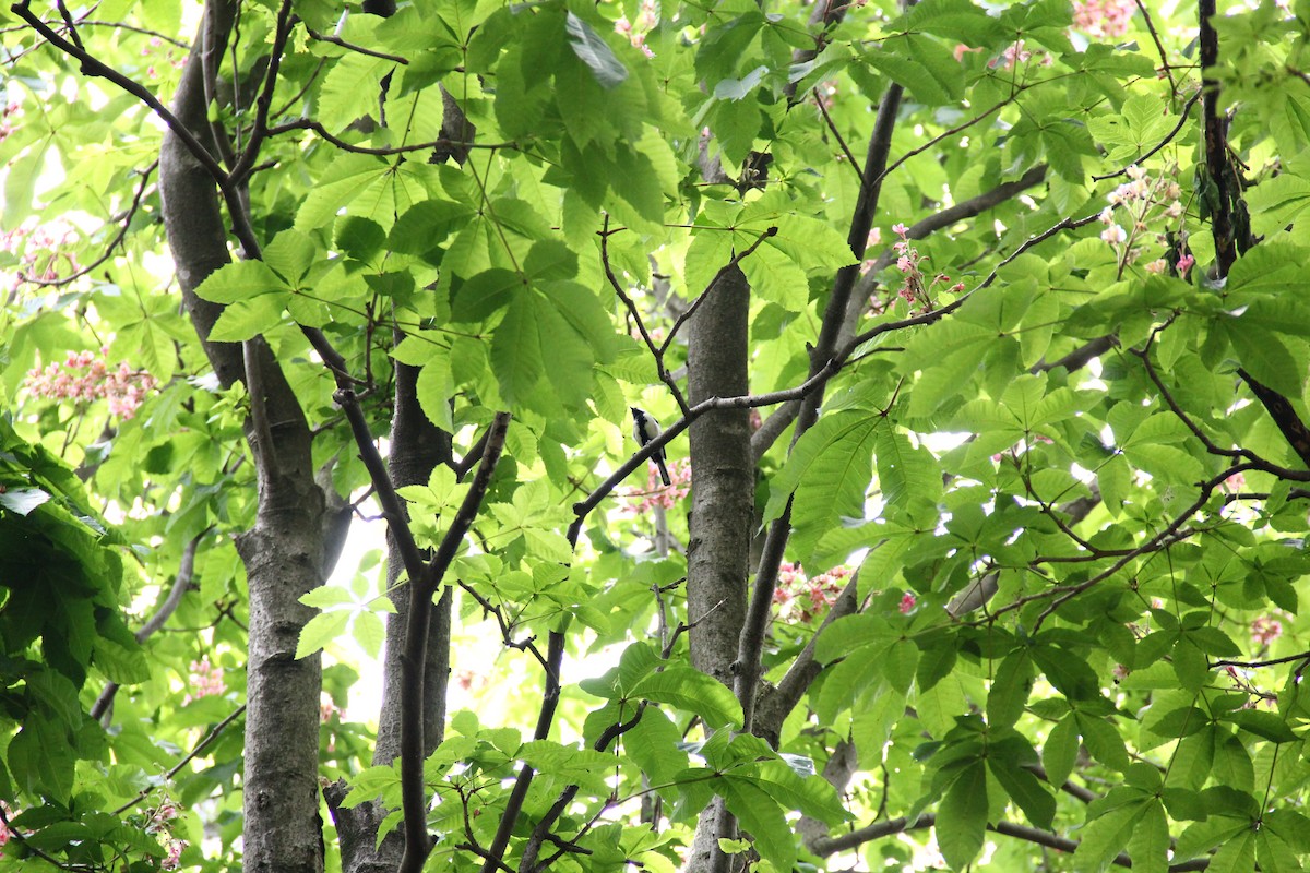 Asian Tit (Japanese) - ML460971051