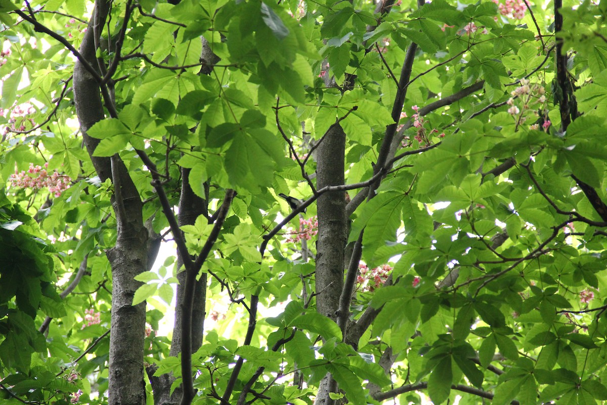 Japanese Tit - Ying ZHOU