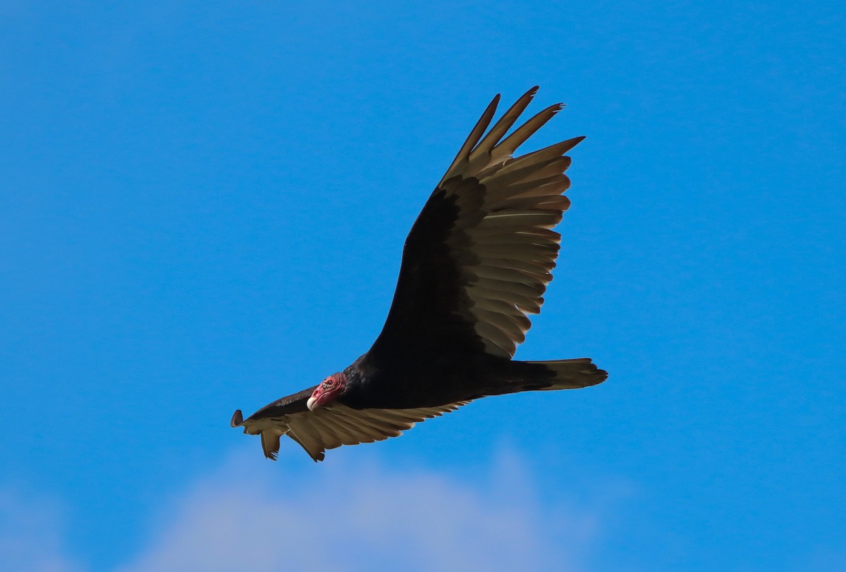 Turkey Vulture - Kirsty Diamond