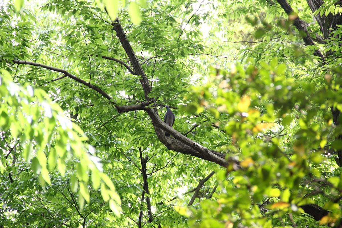 Rock Pigeon (Feral Pigeon) - ML460971351