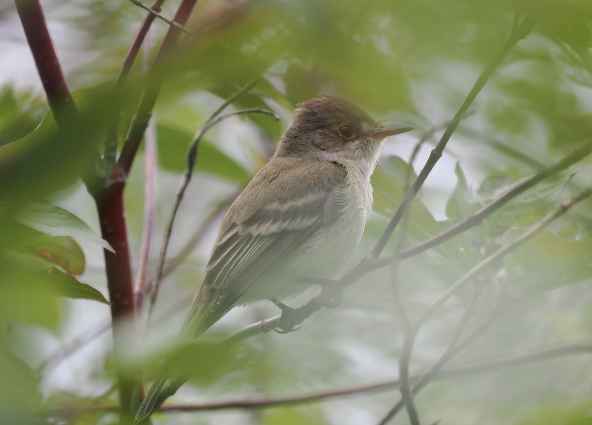 Willow Flycatcher - ML460971611