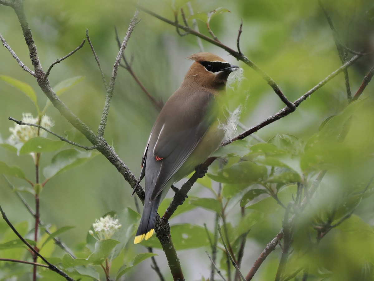 Cedar Waxwing - ML460971661