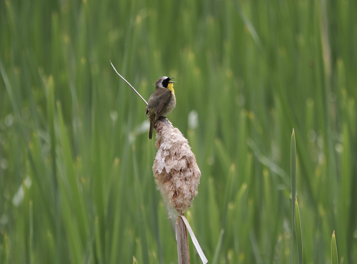 Common Yellowthroat - ML460971821