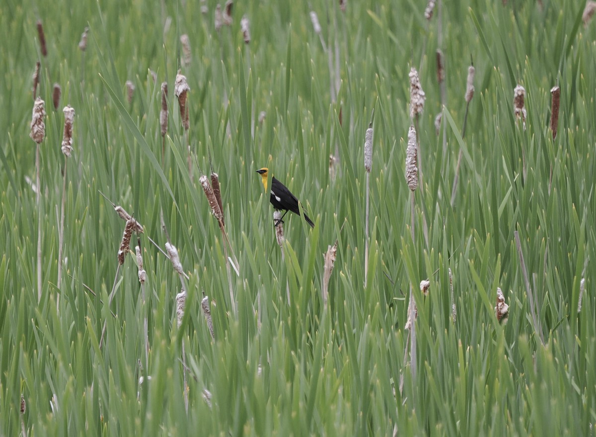 Yellow-headed Blackbird - ML460971951