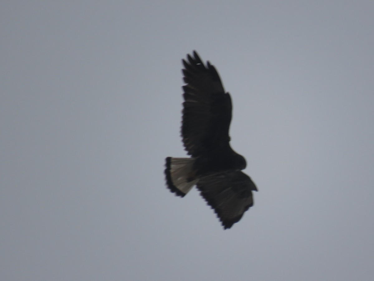 Variable Hawk (Puna) - ML46097211