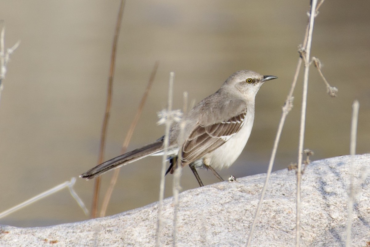 Northern Mockingbird - ML460972291