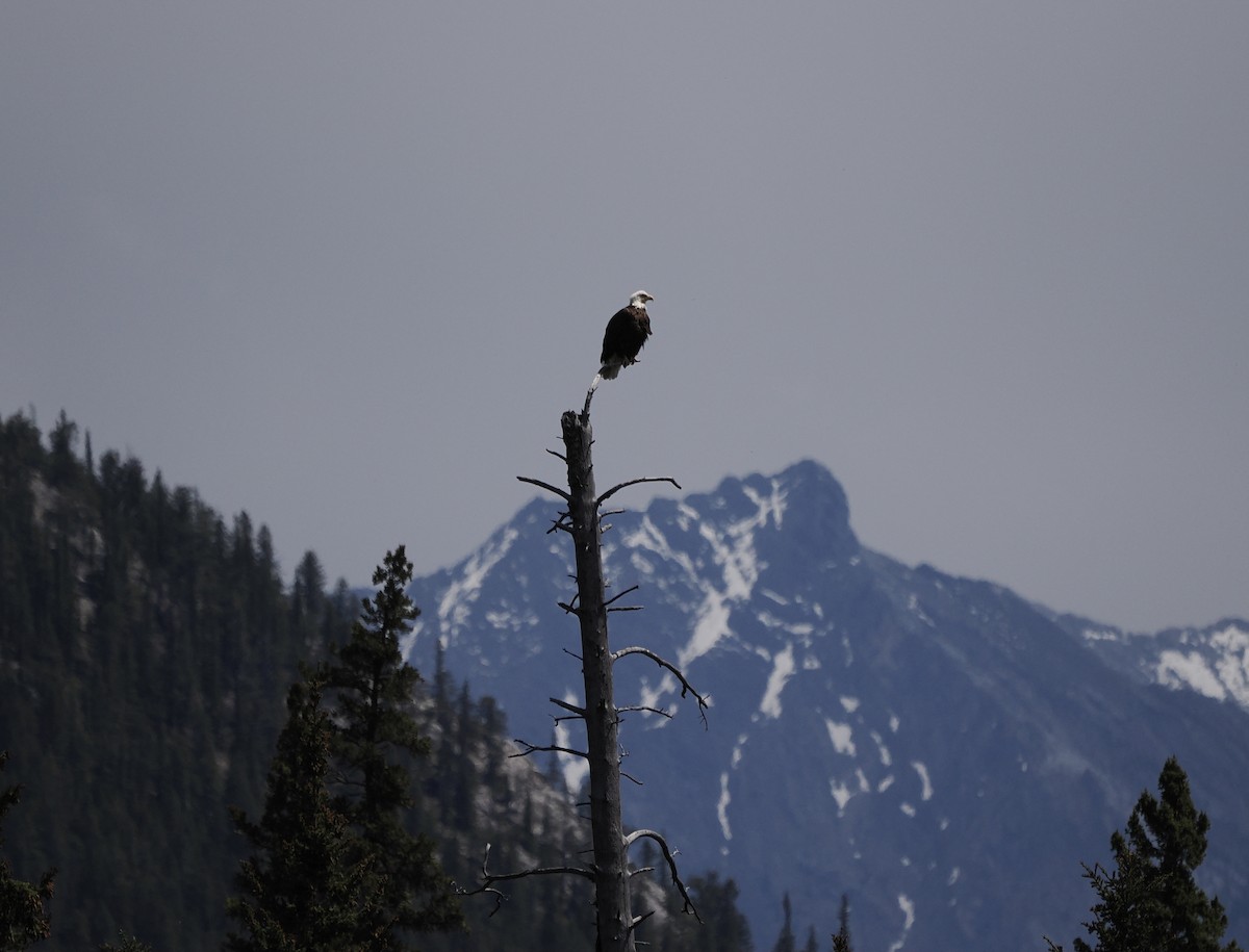 Bald Eagle - ML460972661