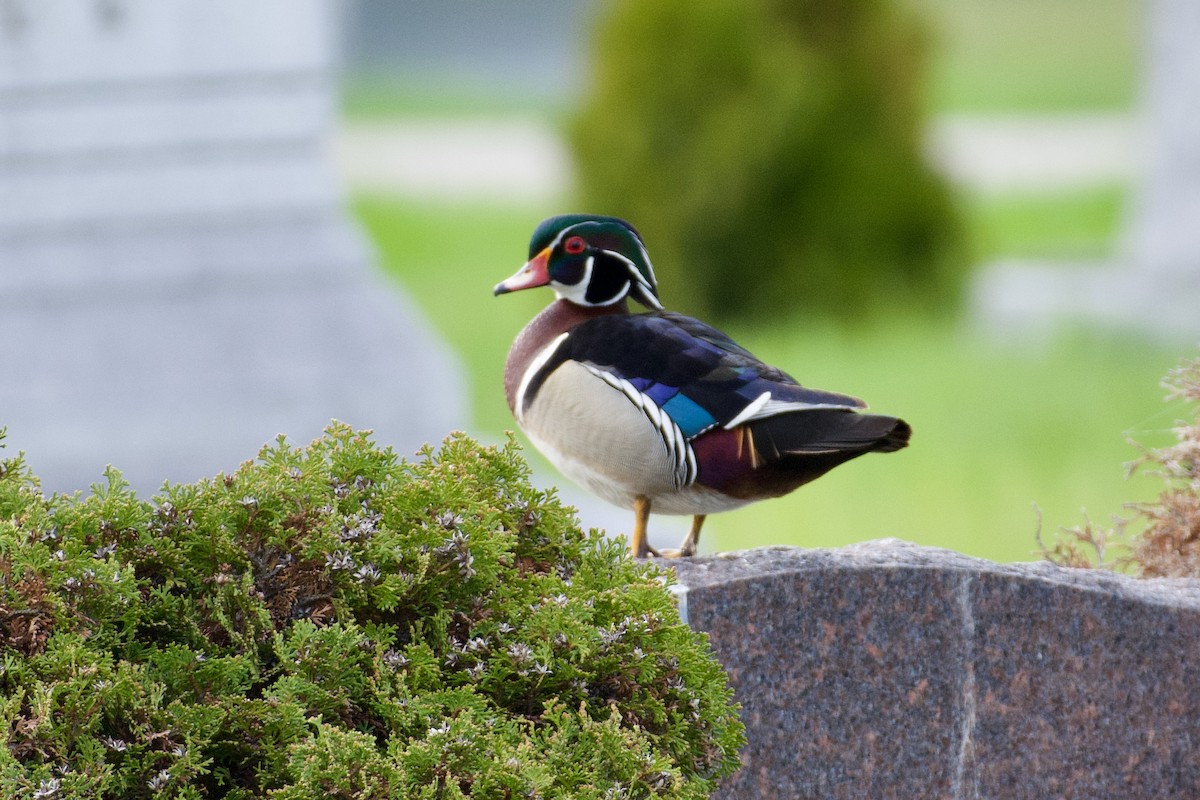 Wood Duck - John Breker