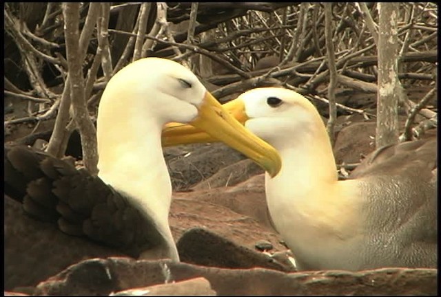 Waved Albatross - ML460974