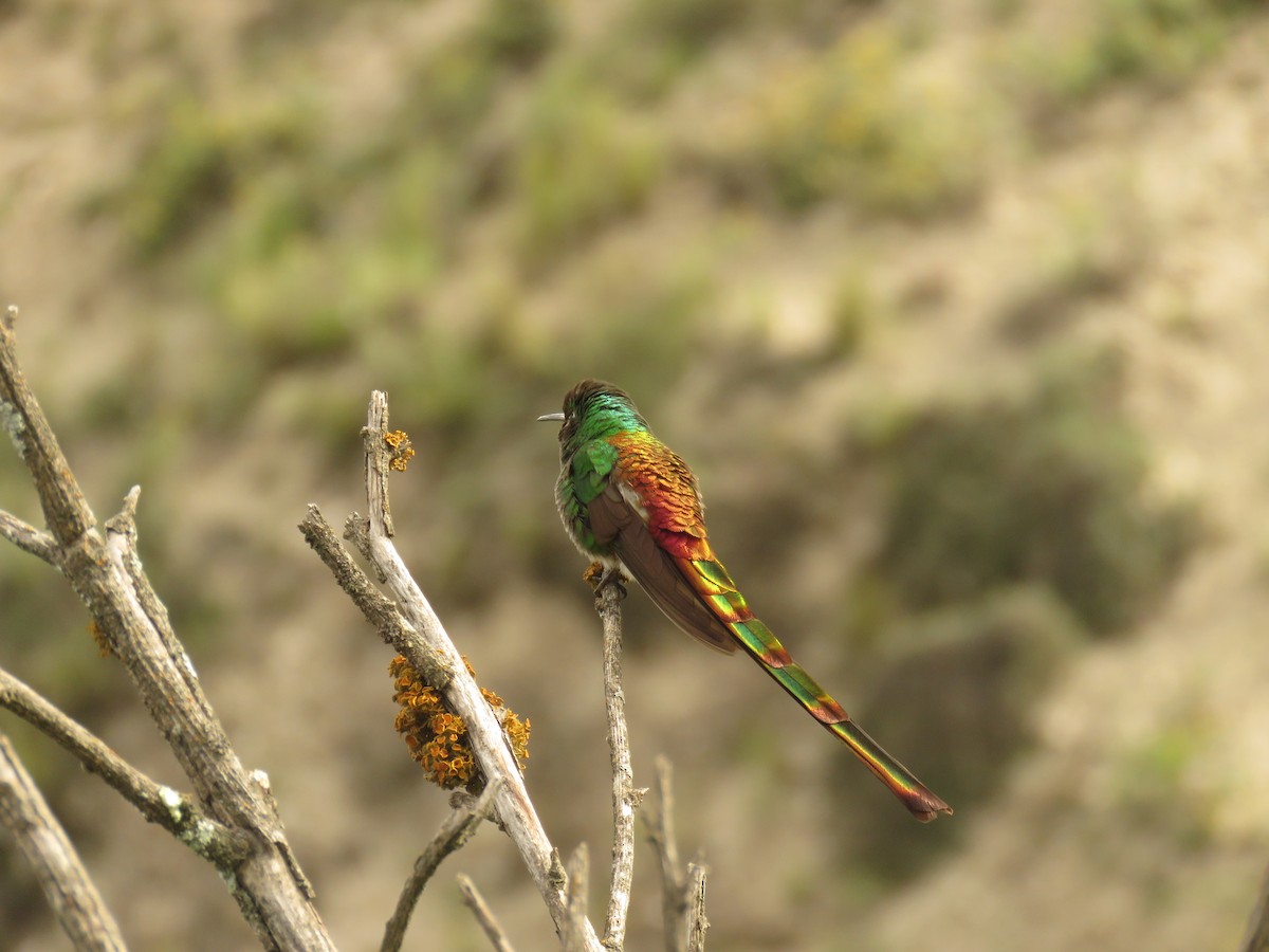 Red-tailed Comet - ML46097481