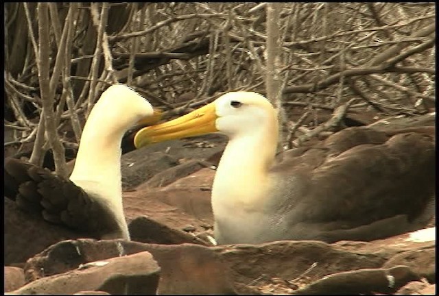 Waved Albatross - ML460975