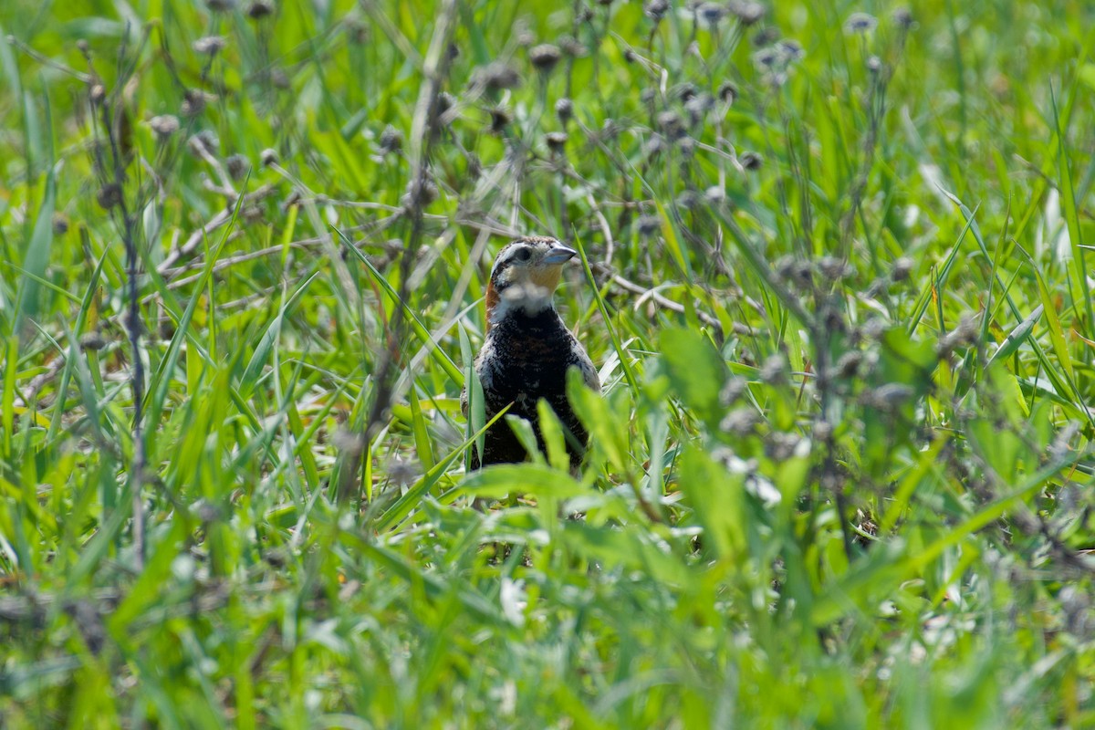 Chestnut-collared Longspur - ML460975431