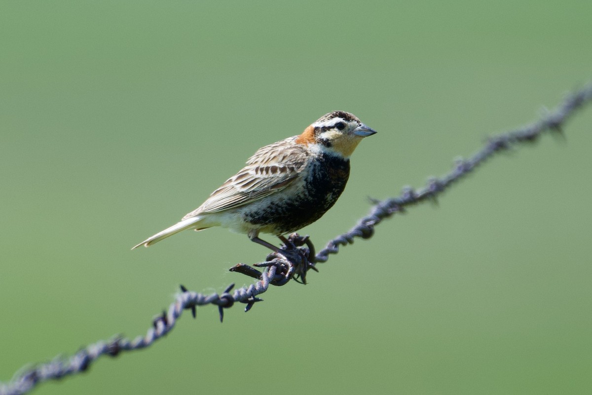 Chestnut-collared Longspur - ML460975451