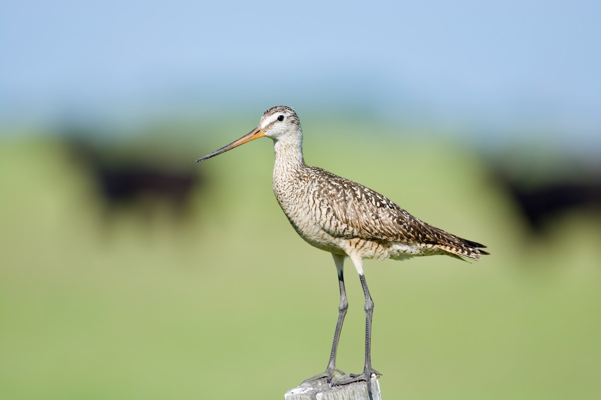 Marbled Godwit - John Breker