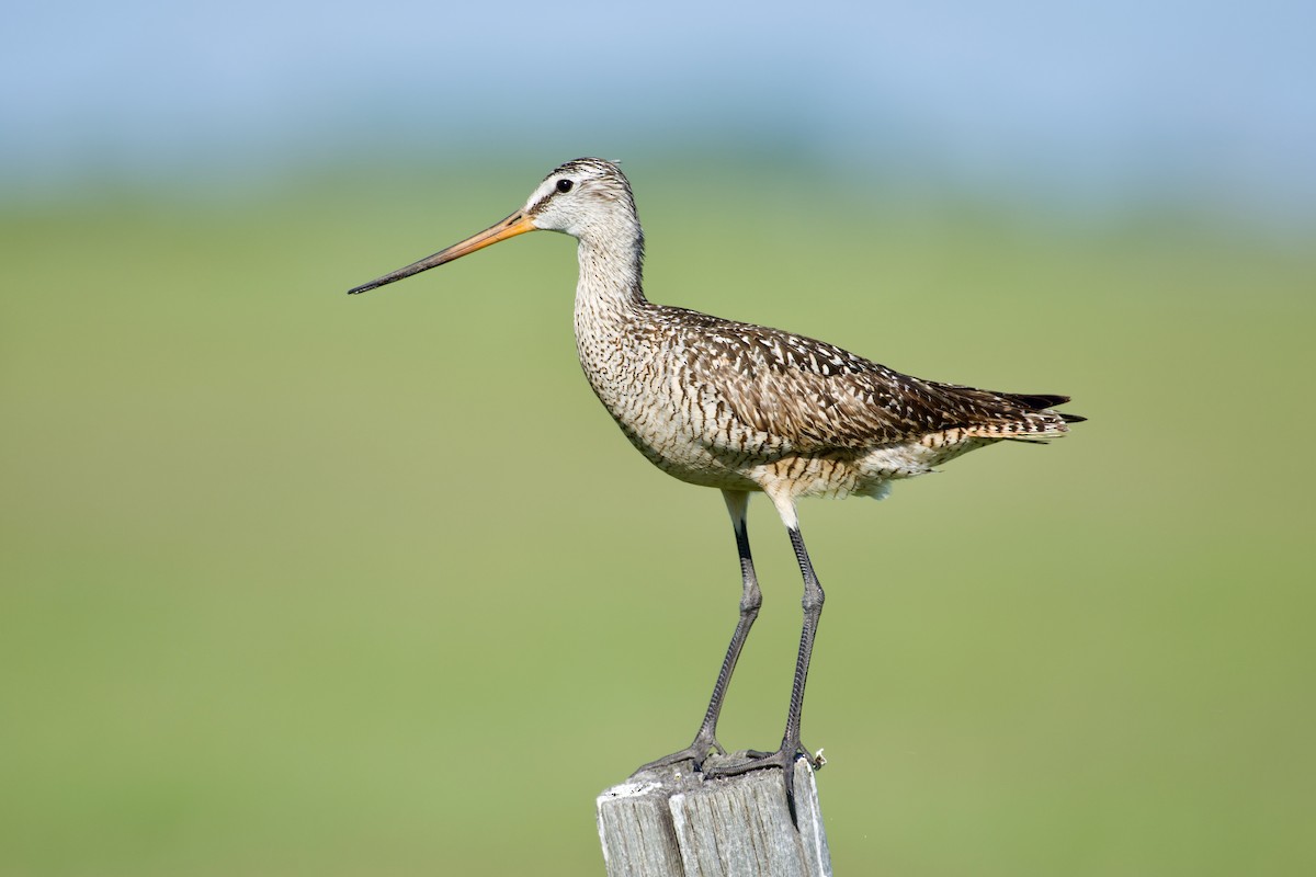 Marbled Godwit - ML460975691