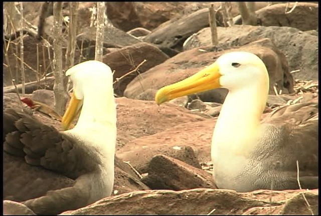 Waved Albatross - ML460977